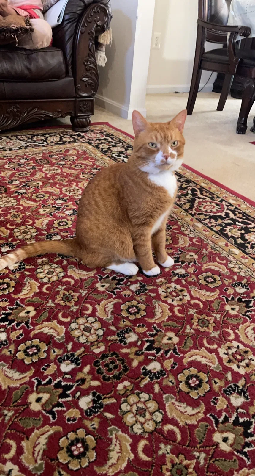Lost cat in Woodbridge, VA, 22193