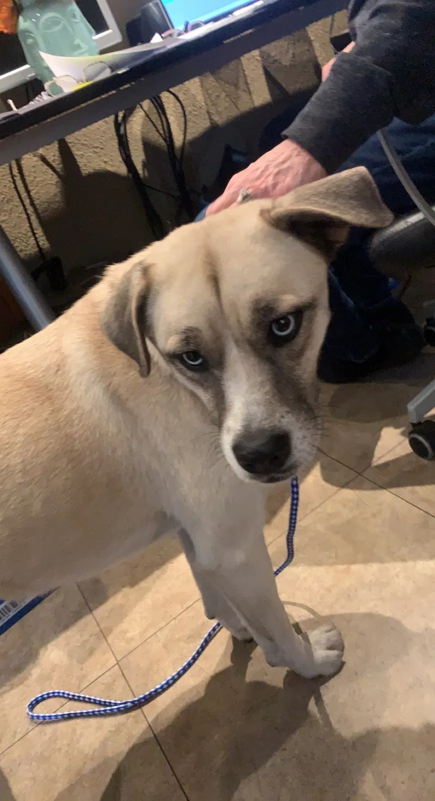 Found dog in Ontario, CA, 91762