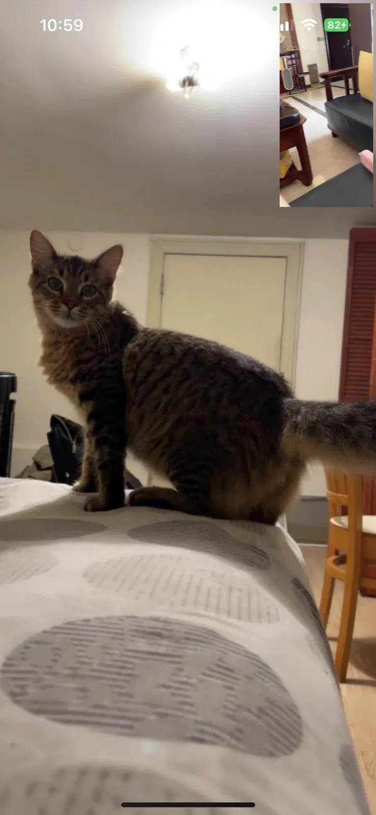 Lost cat in New Orleans, LA, 70118