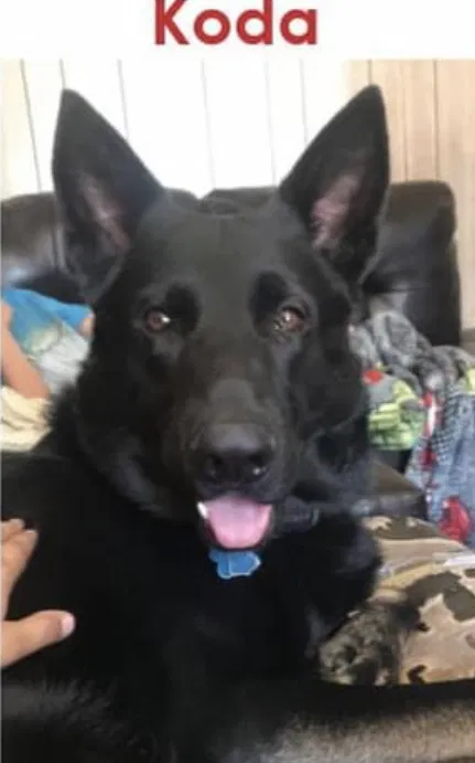Lost dog in Saint John, IN, 46373