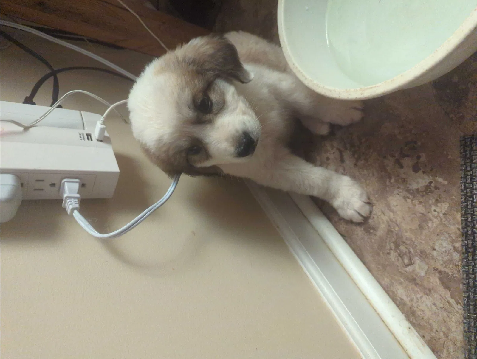 Found dog in Lenoir City, TN, 37771