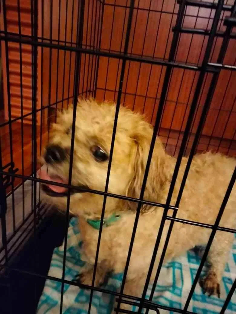 Found dog in Kalama, WA, 98625