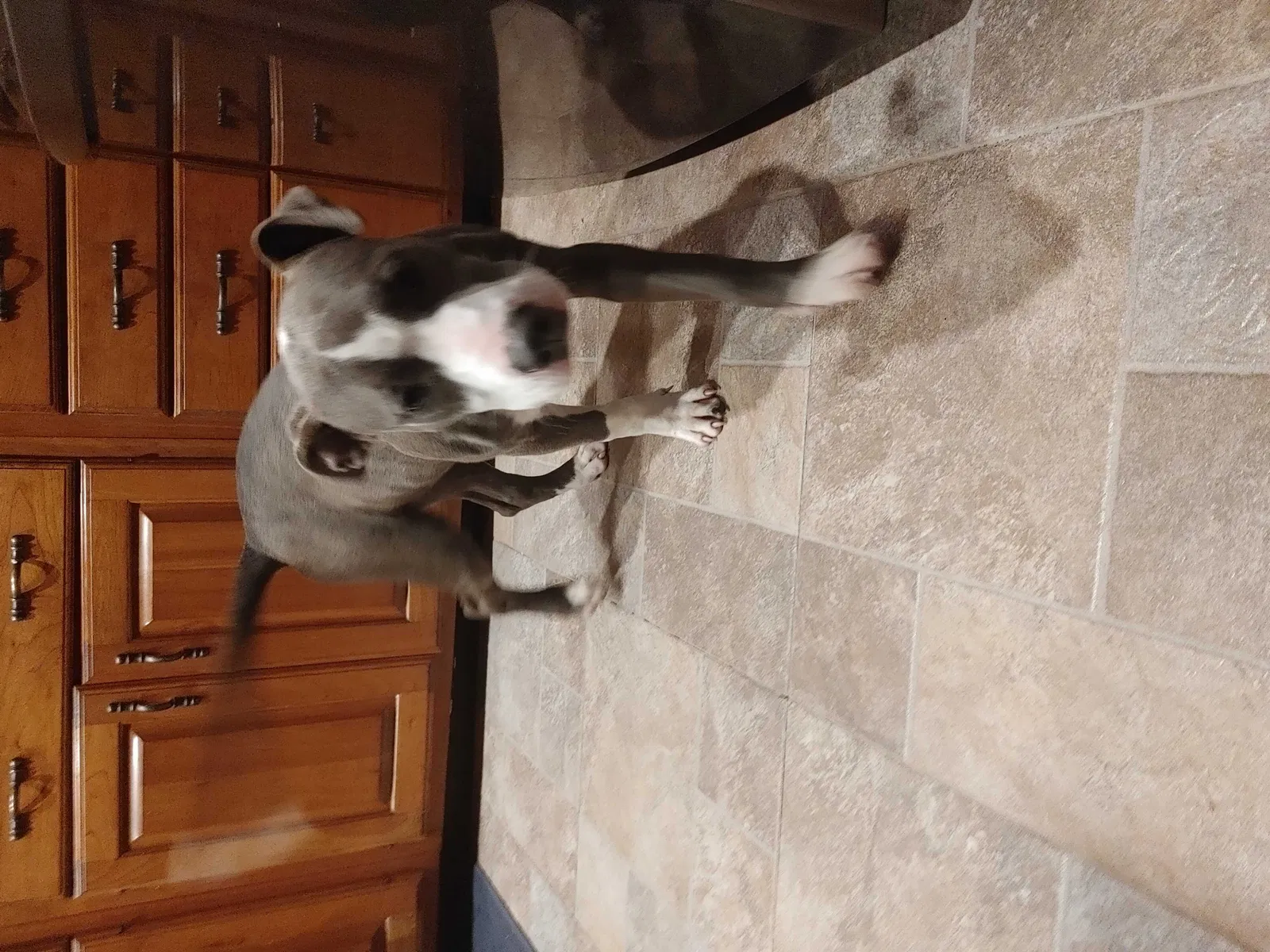 Found dog in Garland, TX, 75041