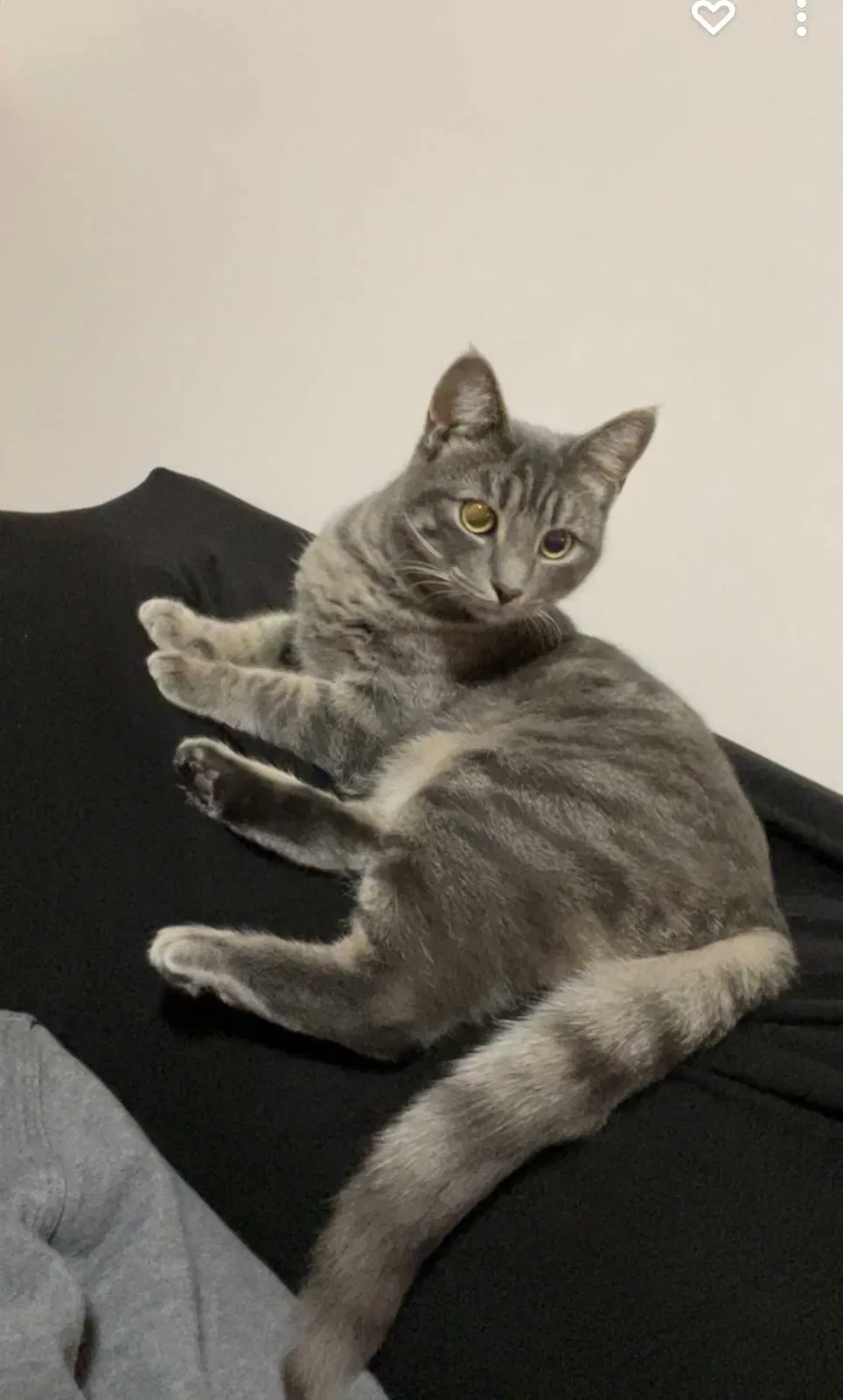 Lost cat in New Brunswick, NJ, 8901