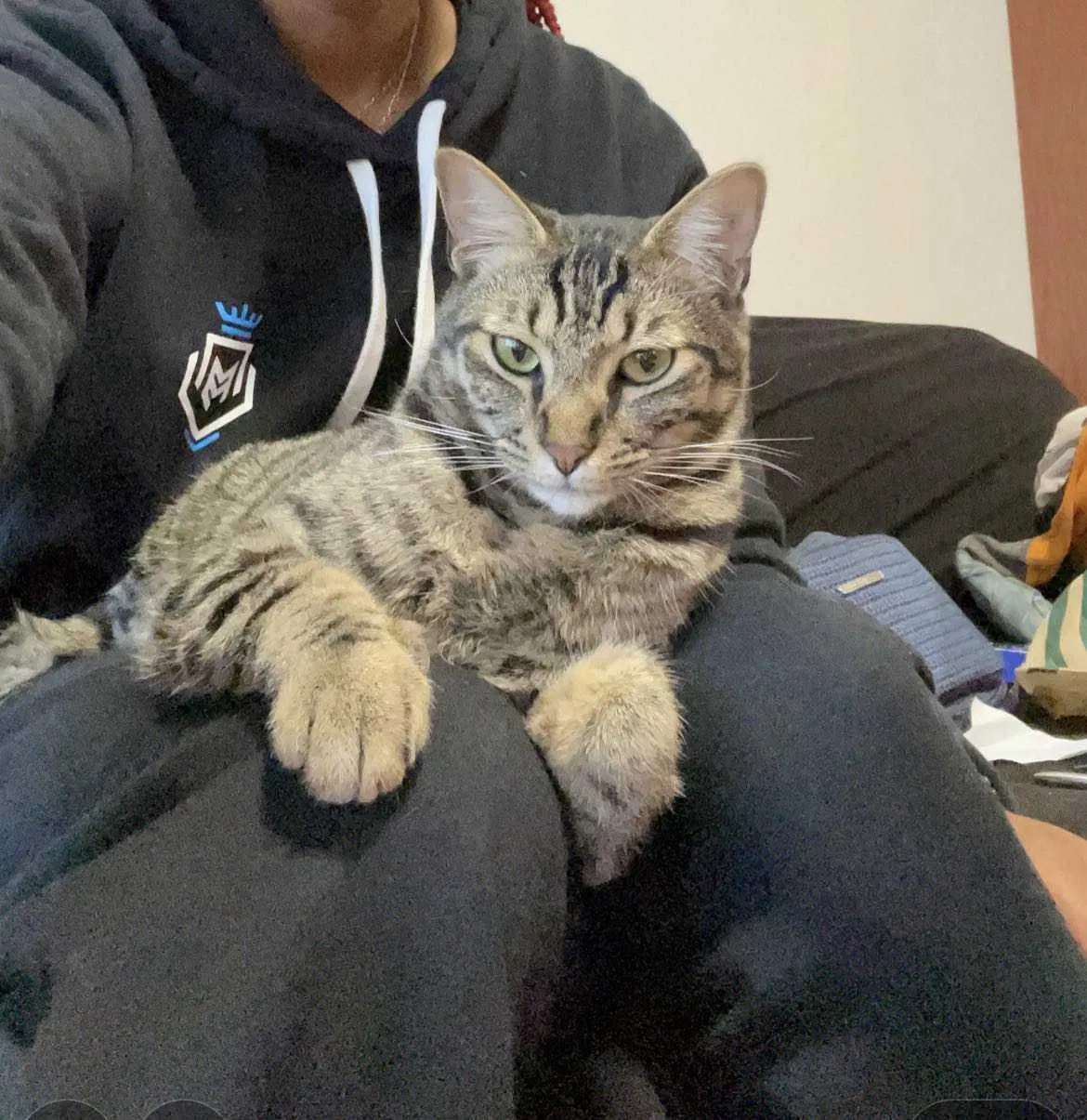 Lost cat in New Brunswick, NJ, 8901
