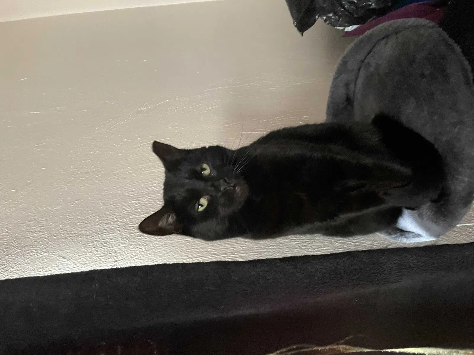 Lost cat in Virginia Beach, VA, 23464