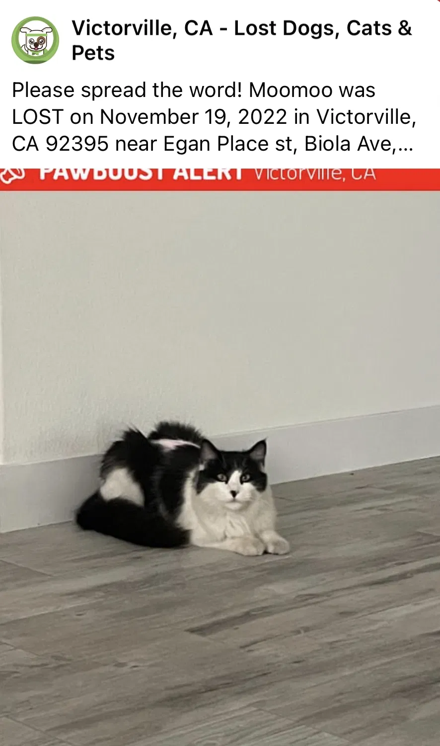 Lost cat in Victorville, CA, 92395