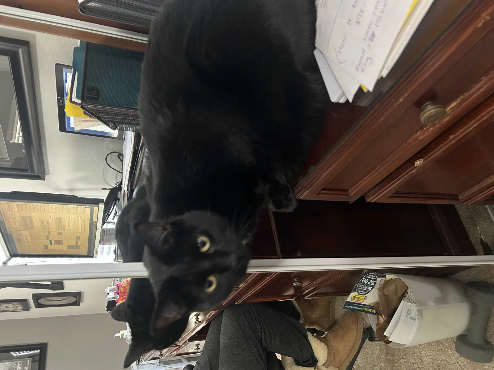 Lost cat in Albuquerque, NM, 87105