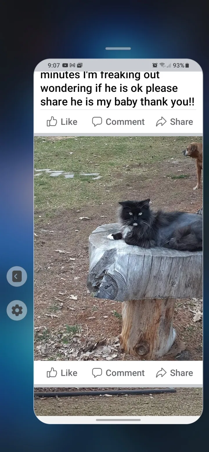 Lost cat in Shepherd, MI, 48883