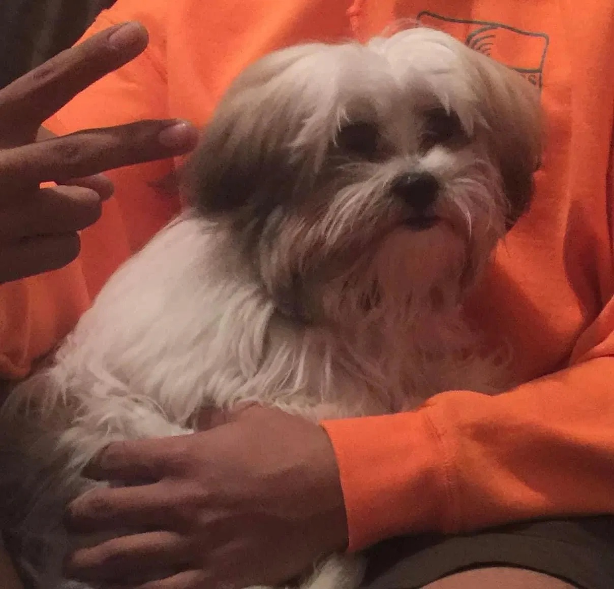 Lost dog in Seagoville, TX, 75159