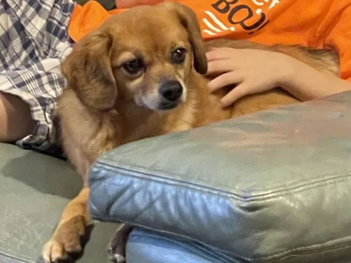 Lost dog in Arabi, LA, 70032