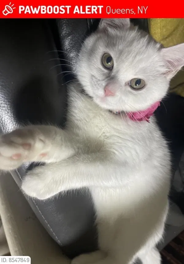 Lost cat in Corona, NY, 11368