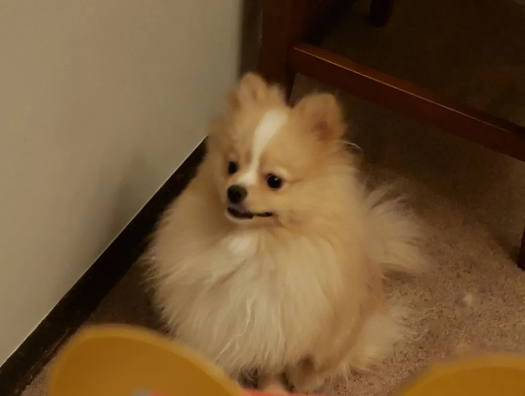 Lost dog in Lake Villa, IL, 60046