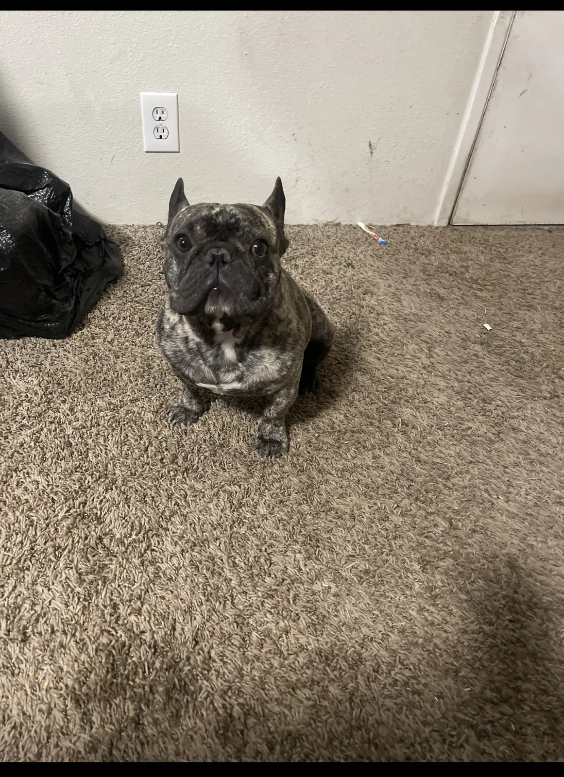 Lost dog in Sacramento, CA, 95815