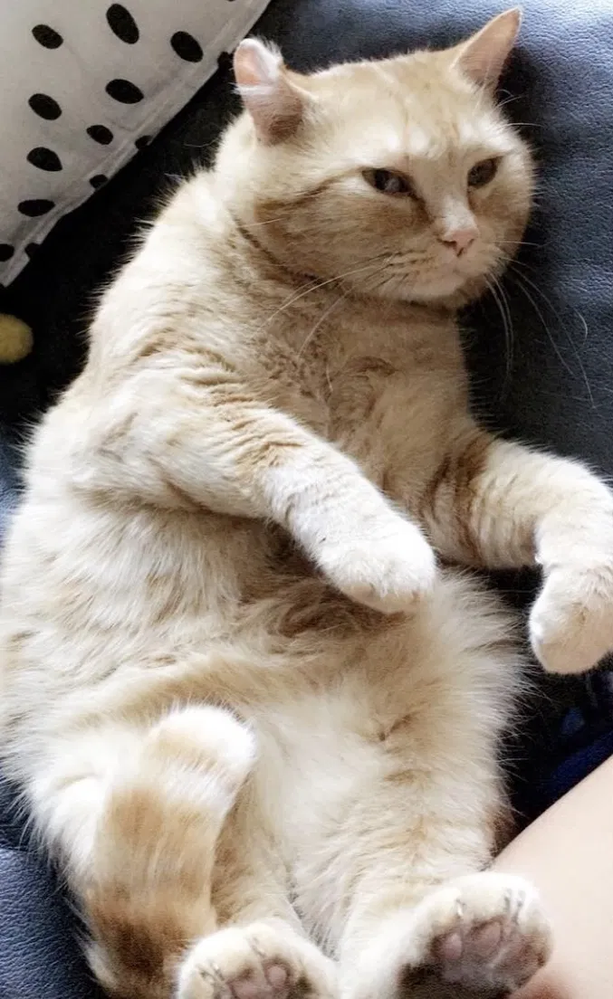 Lost cat in Terrace Park, OH, 45174