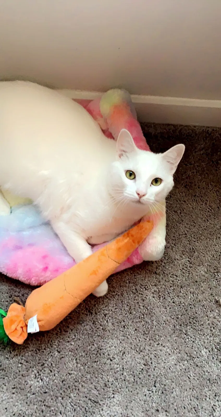 Lost cat in Liberty Hill, TX, 78642