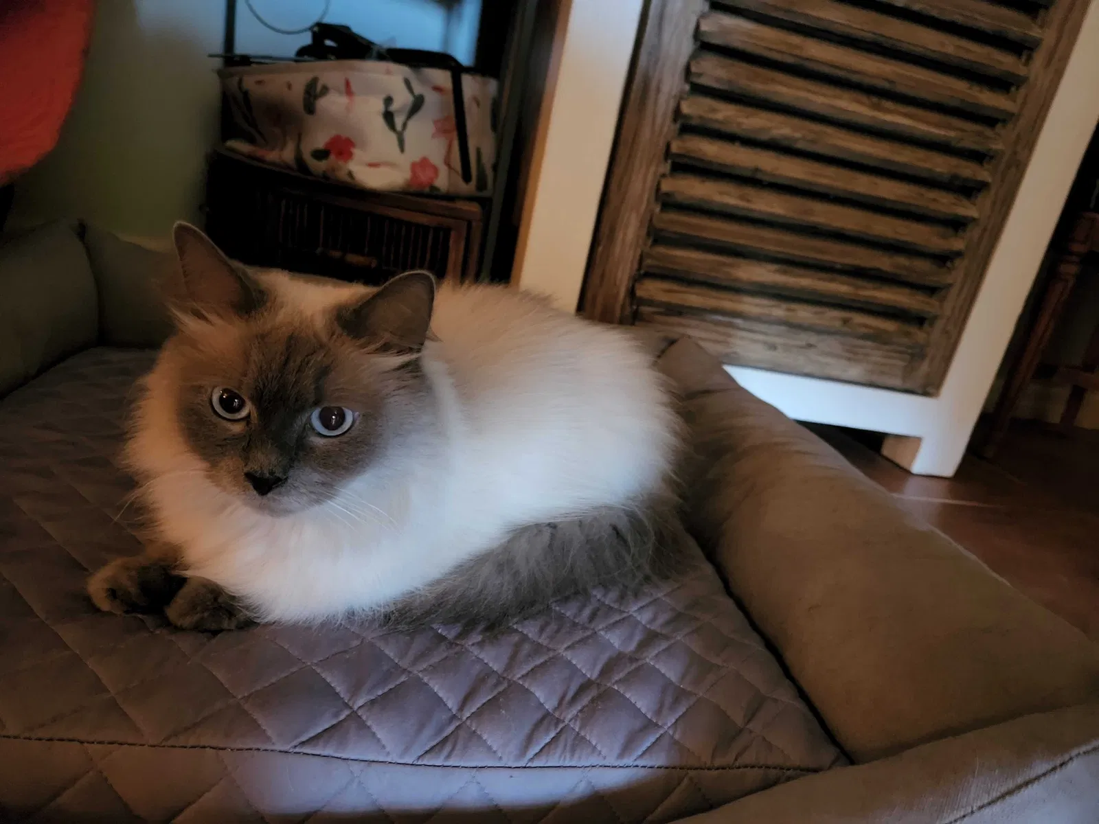 Lost cat in Venice, FL, 34285