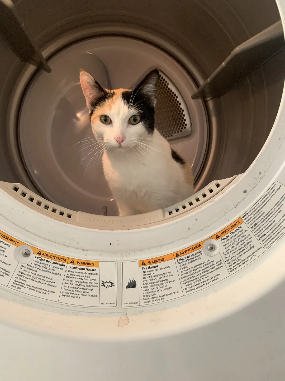 Lost cat in Fresno, CA, 93702