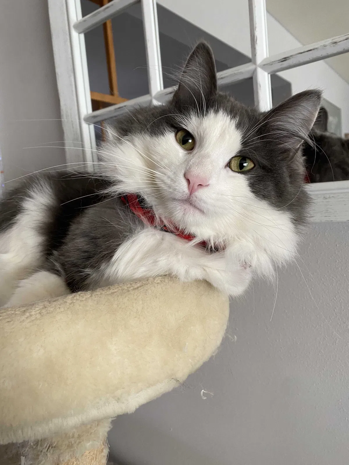 Lost cat in Sauk City, WI, 53583