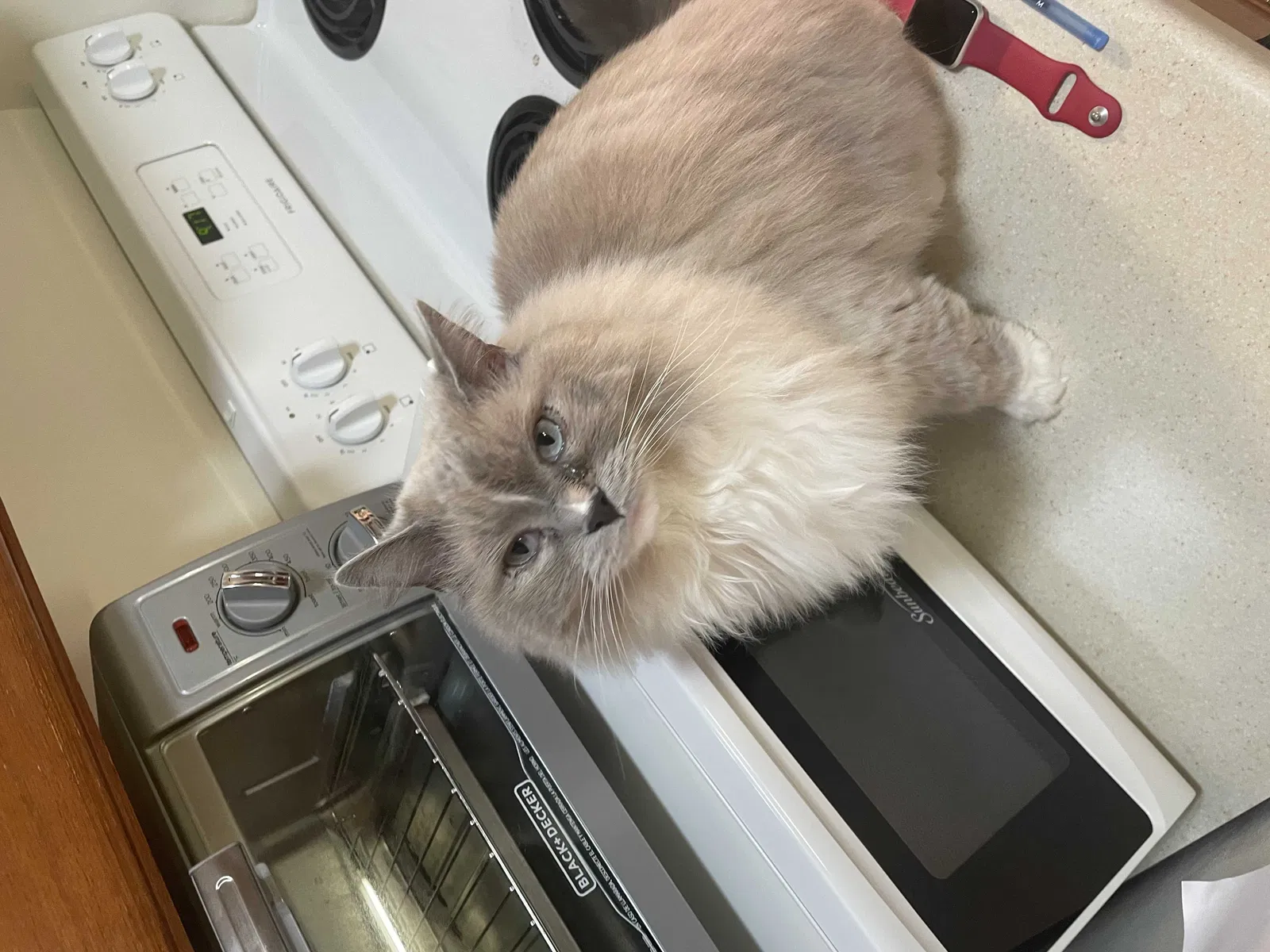 Lost cat in Madison, WI, 53719