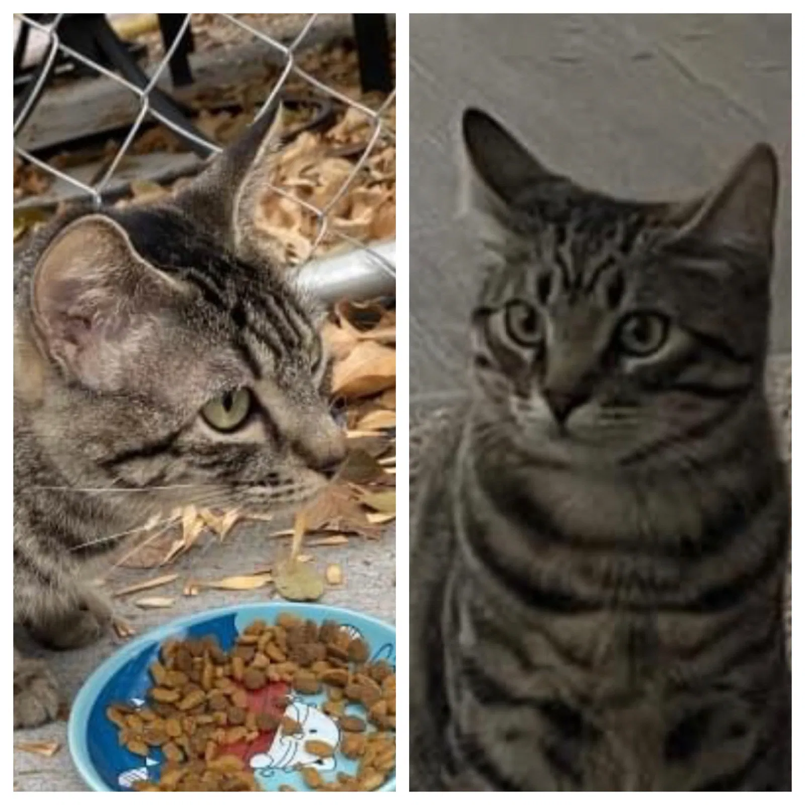 Lost cat in Meridian, ID, 83642