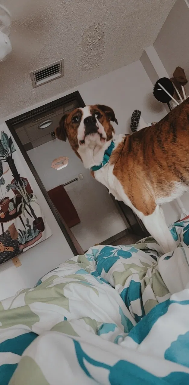 Lost dog in Amarillo, TX, 79106
