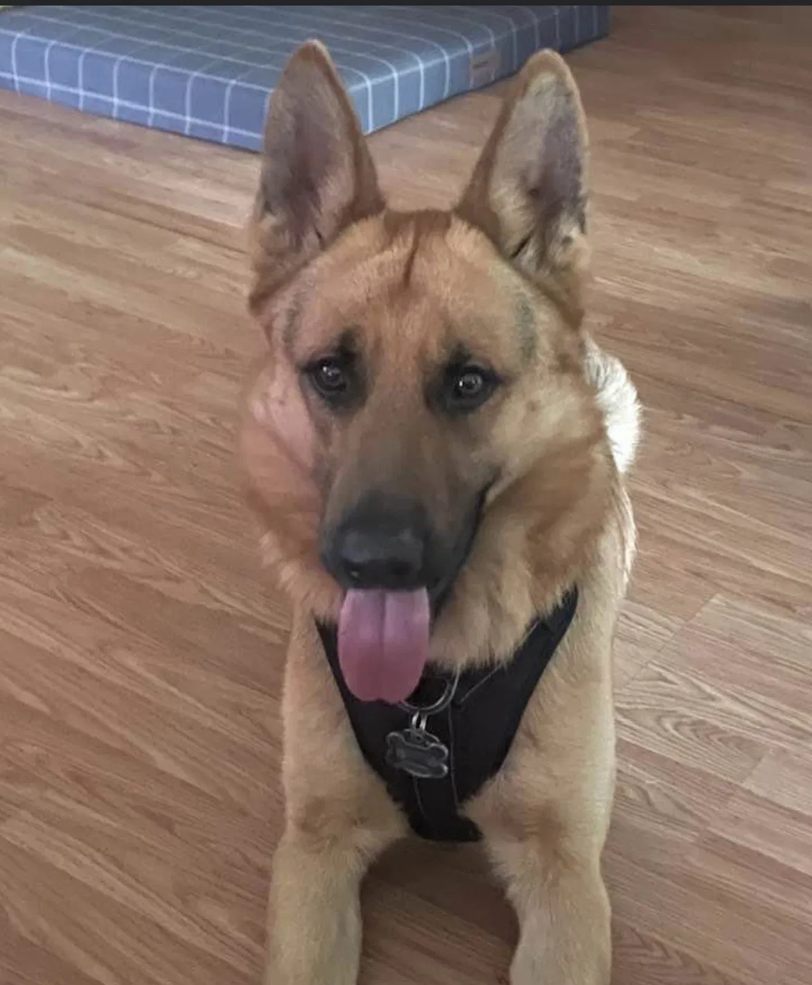 Lost dog in Ashland City, TN, 37015