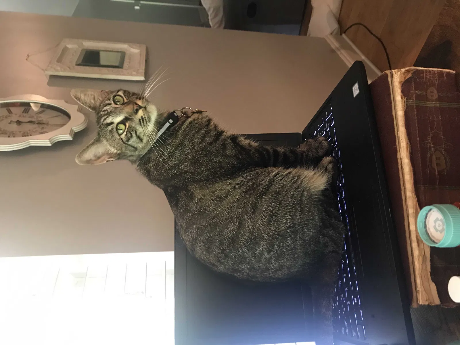 Lost cat in Daphne, AL, 36526
