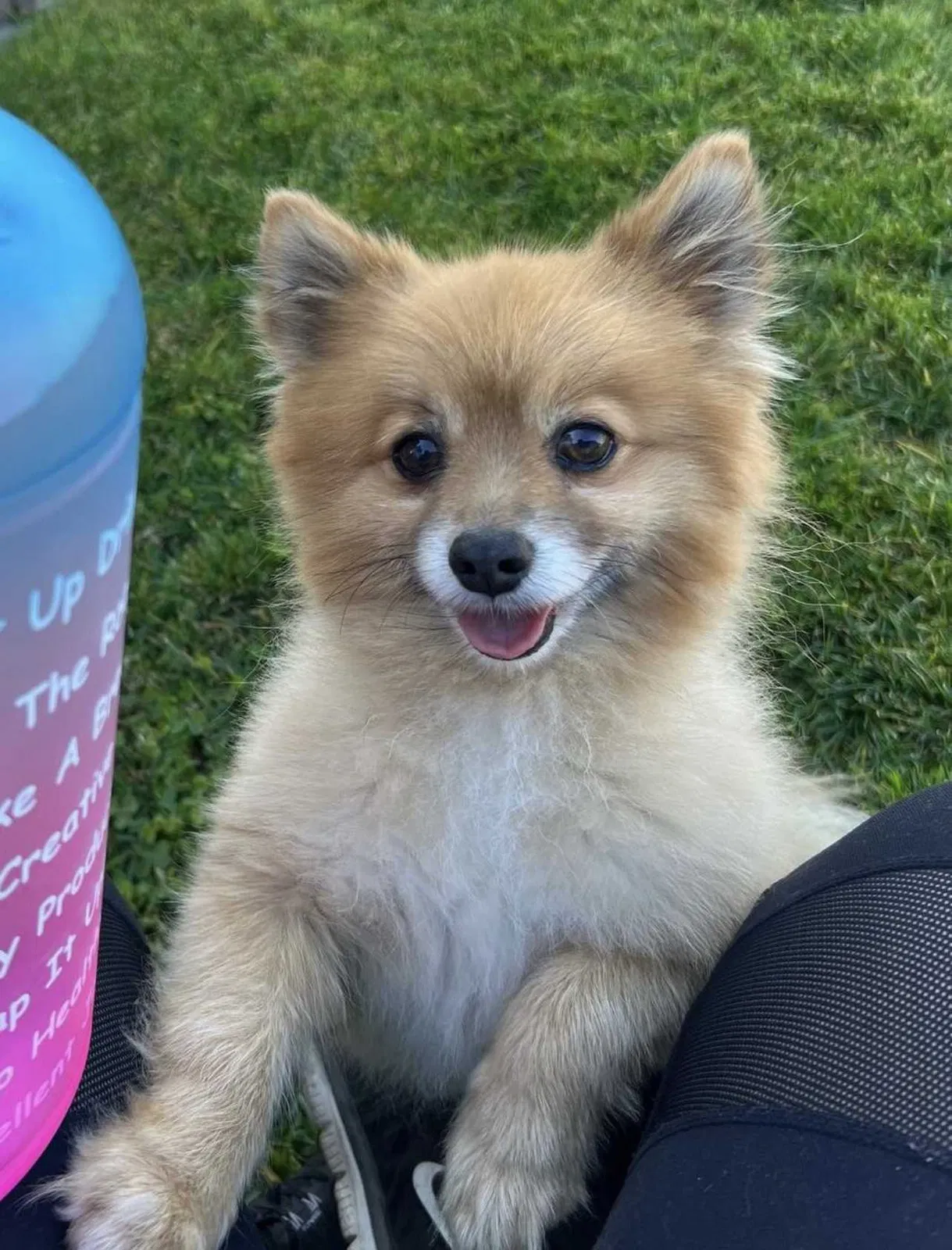 Lost dog in Fresno, CA, 93704
