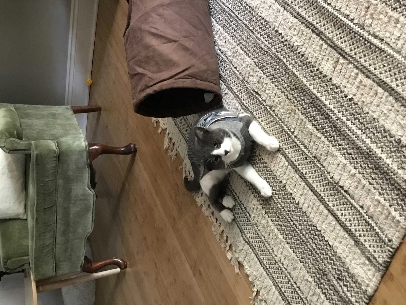 Found cat in Daphne, AL, 36526