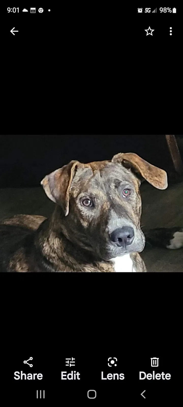 Lost dog in Woodburn, IA, 50275