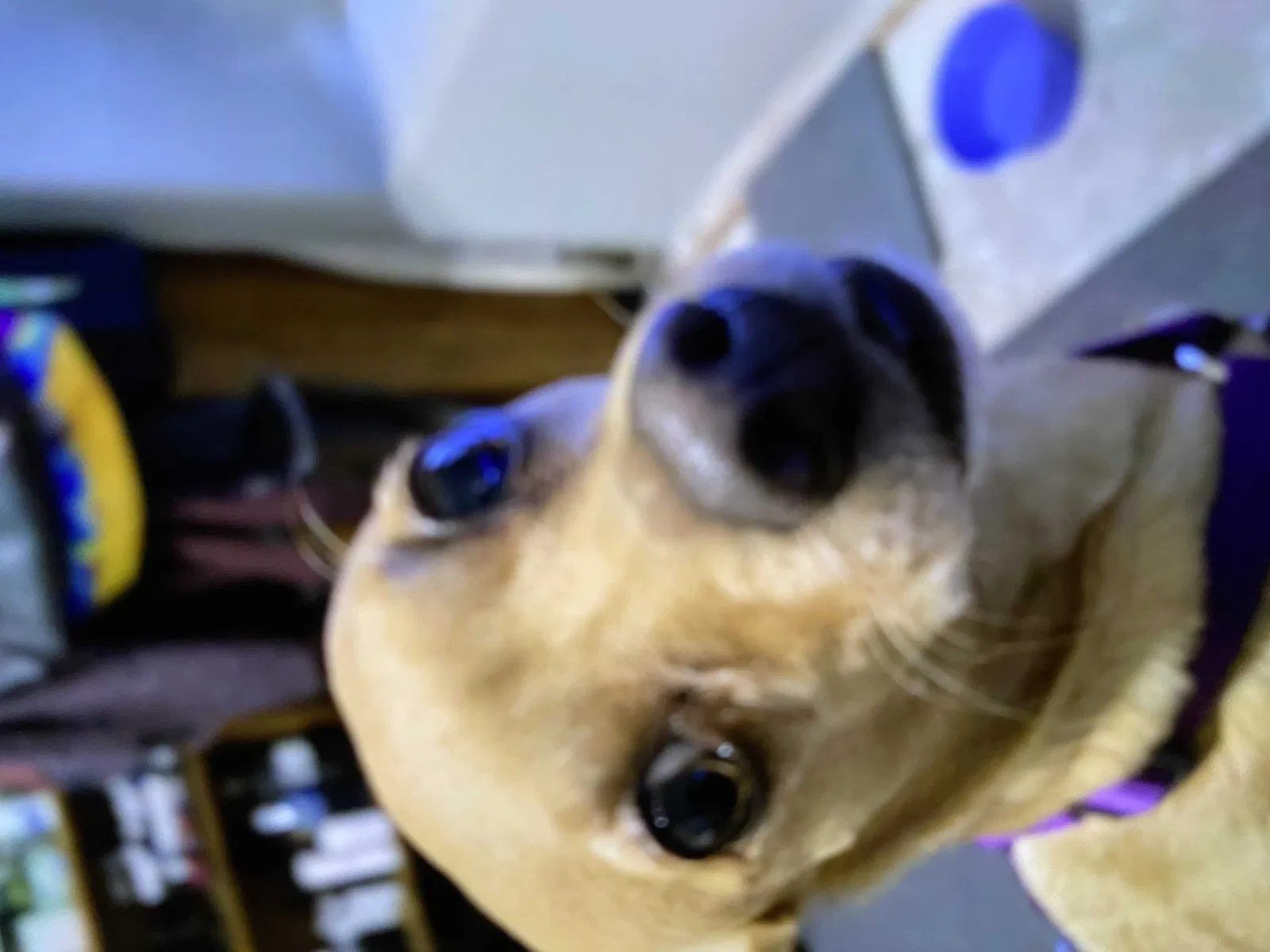 Lost dog in Mesa, AZ, 85207