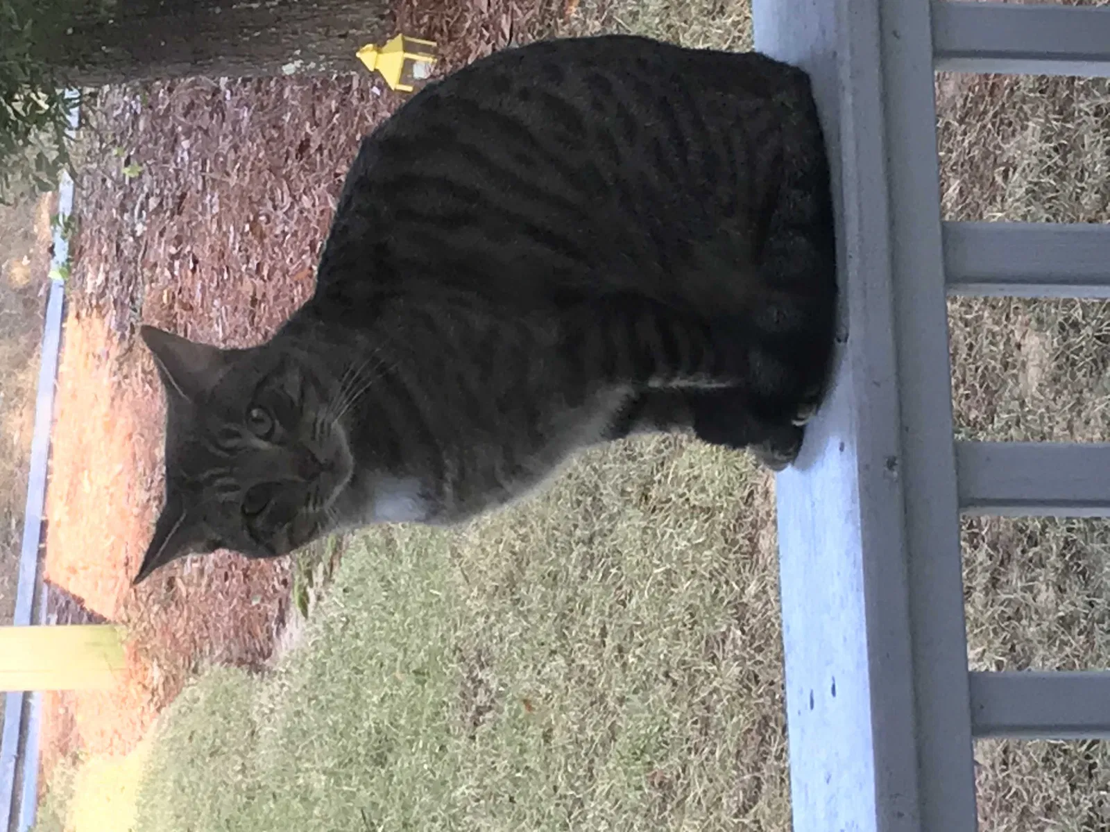 Found cat in Daphne, AL, 36526