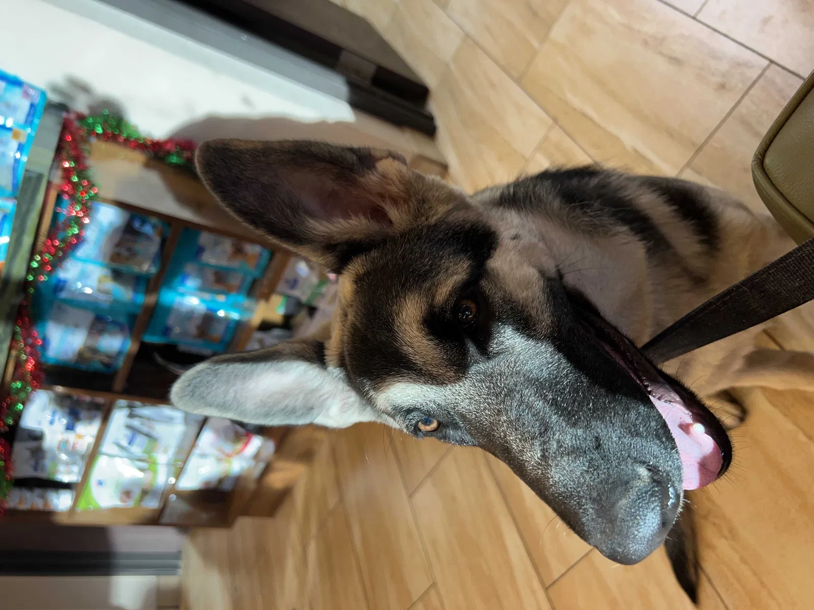 Lost dog in Las Vegas, NV, 89120