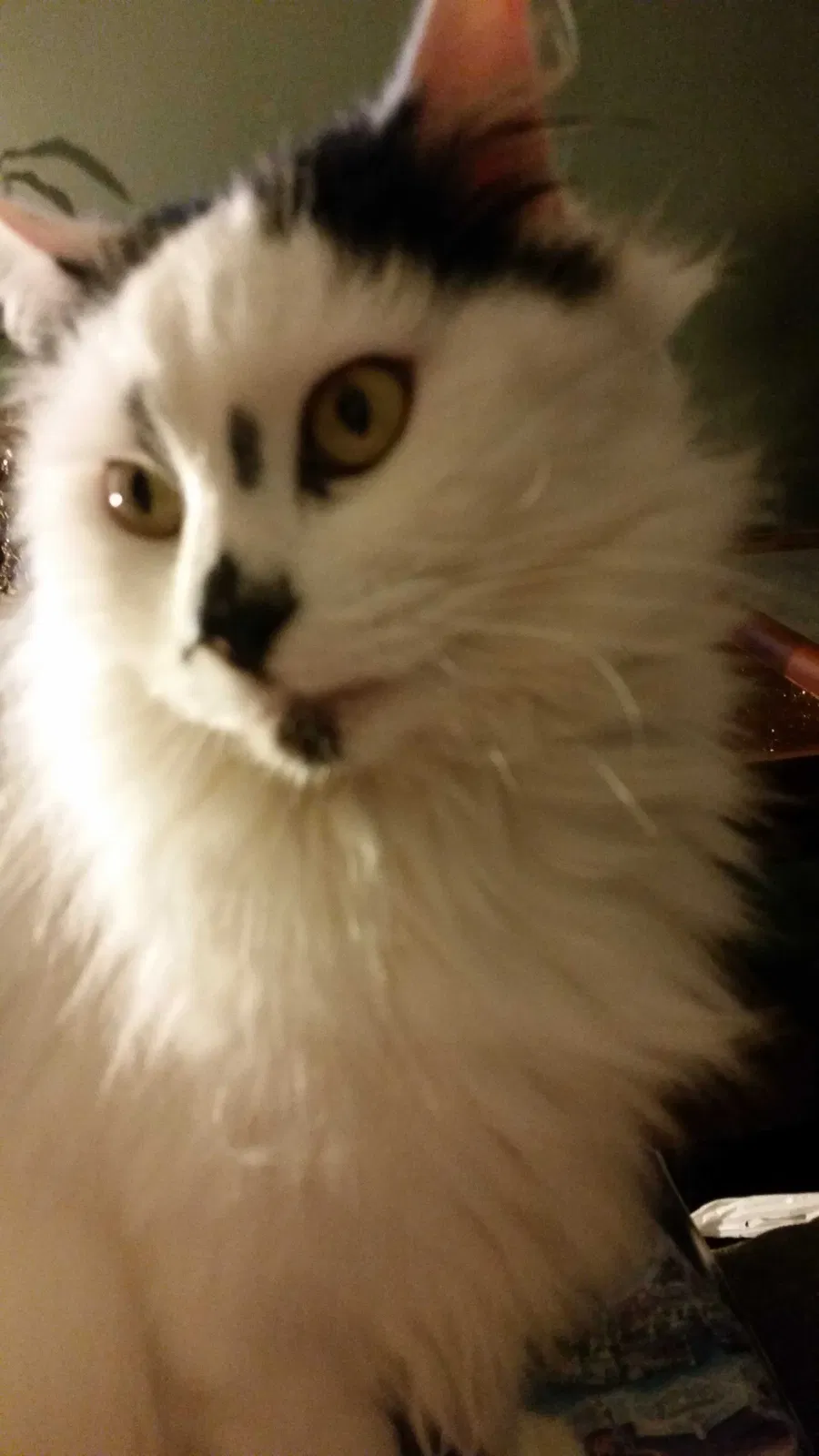 Lost cat in Vancouver, WA, 98684