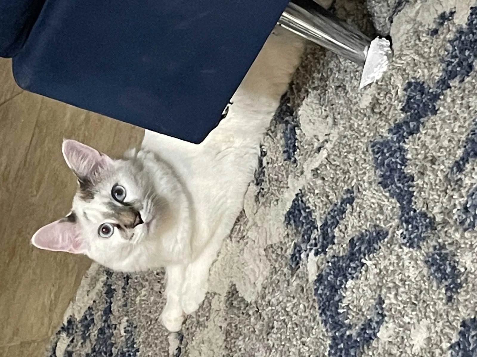 Lost cat in Las Vegas, NV, 89131