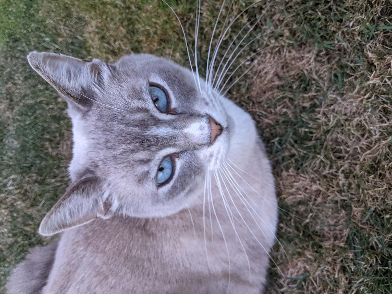 Lost cat in Puyallup, WA, 98373