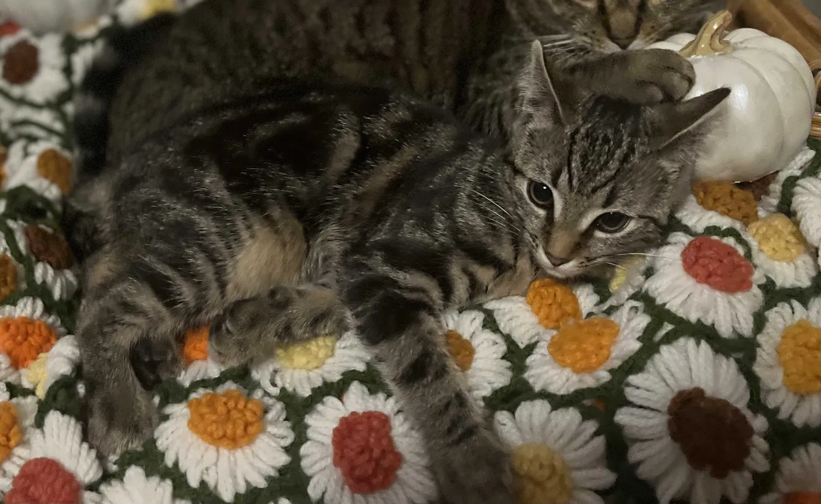 Lost cat in Kernersville, NC, 27284