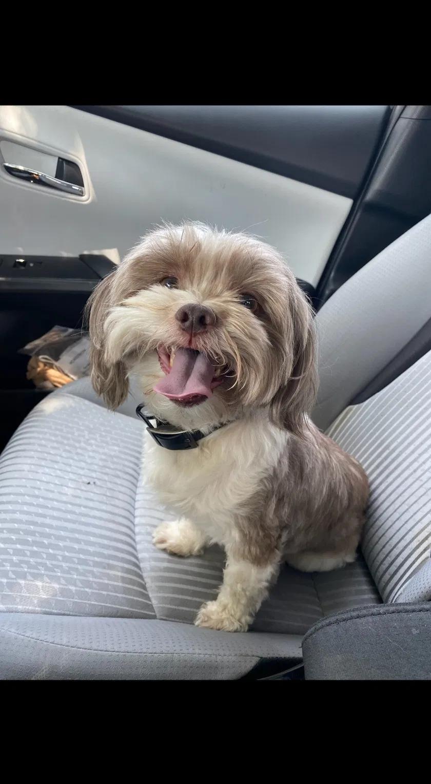 Lost dog in North Hollywood, CA, 91605