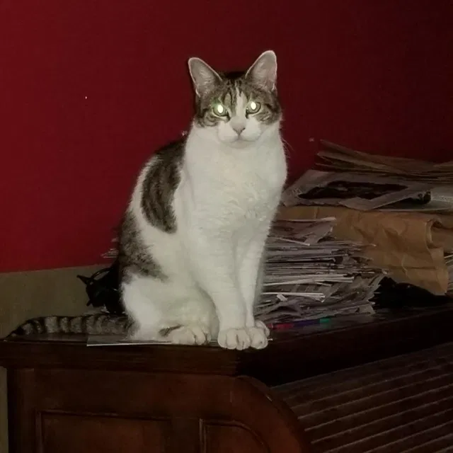 Lost cat in Saugus, MA, 1906