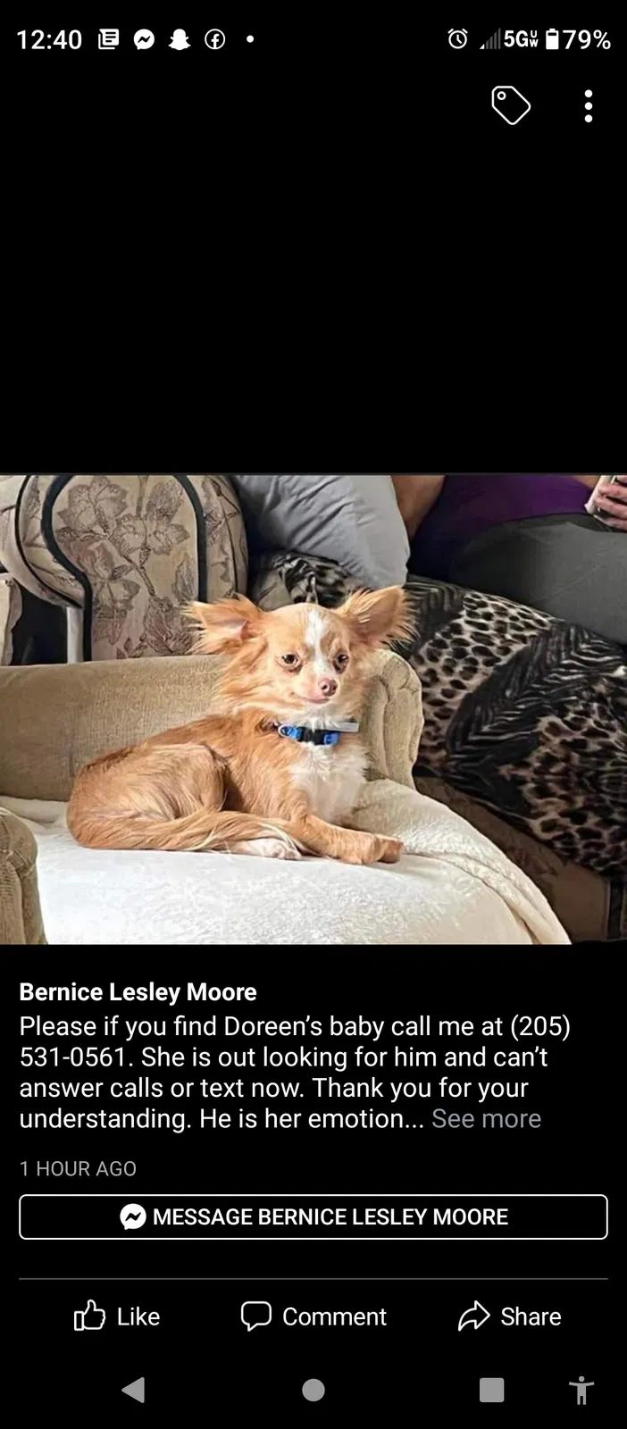 Lost dog in Pinson, AL, 35126
