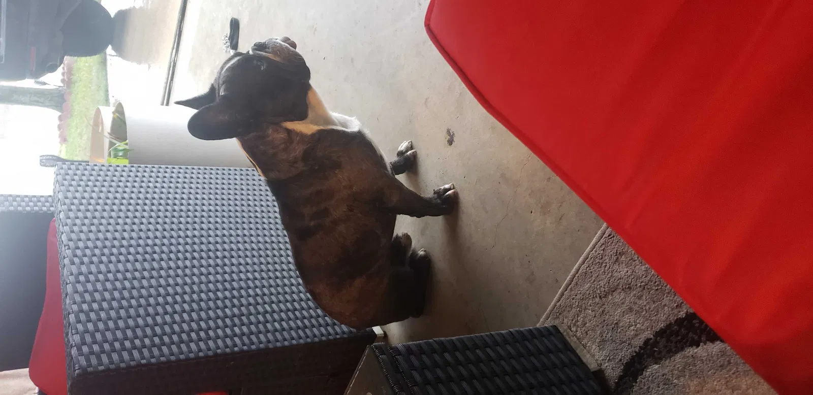 Lost dog in Killeen, TX, 76543