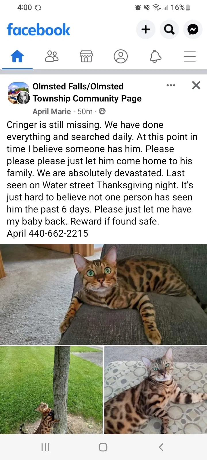 Lost cat in Olmsted Falls, OH, 44138