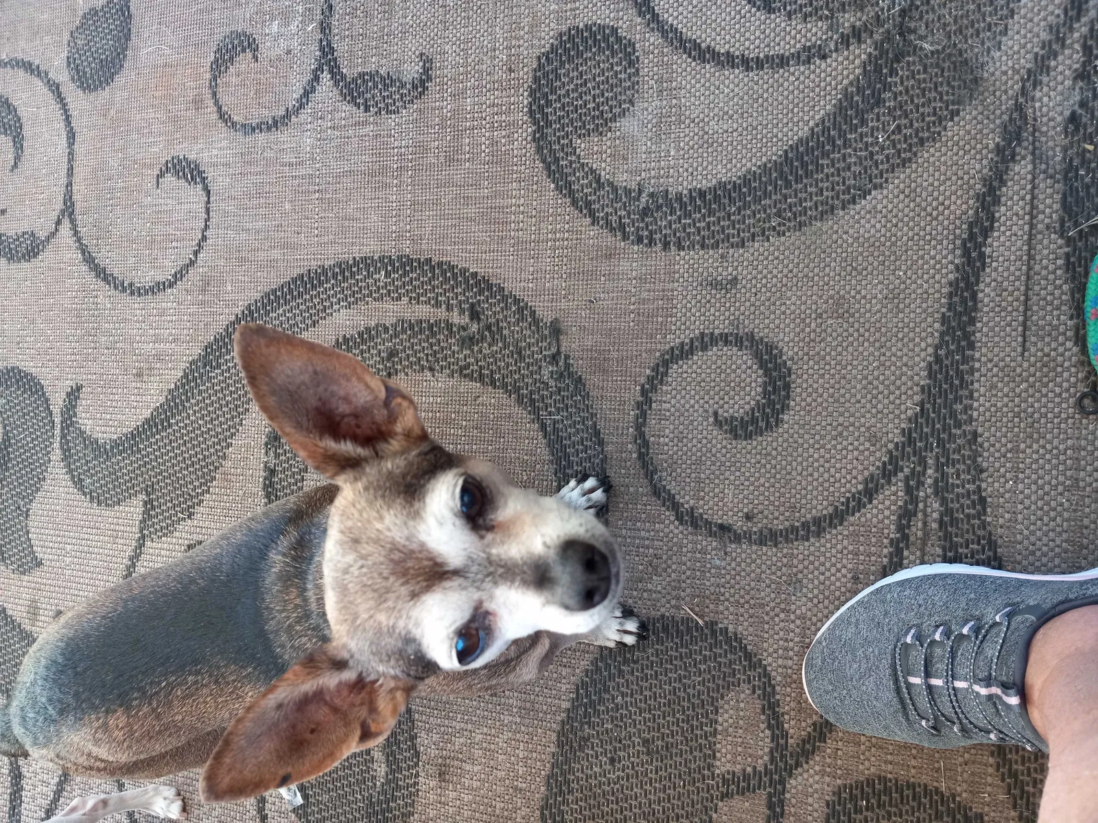 Lost dog in Whittier, CA, 90605