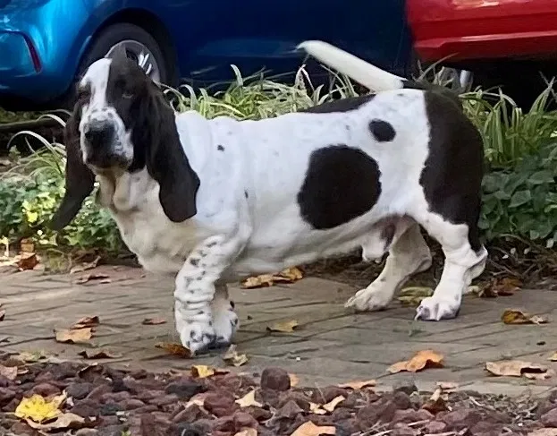 Lost dog in Winston Salem, NC, 27127