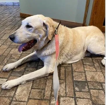 Lost dog in Phoenix, AZ, 85051