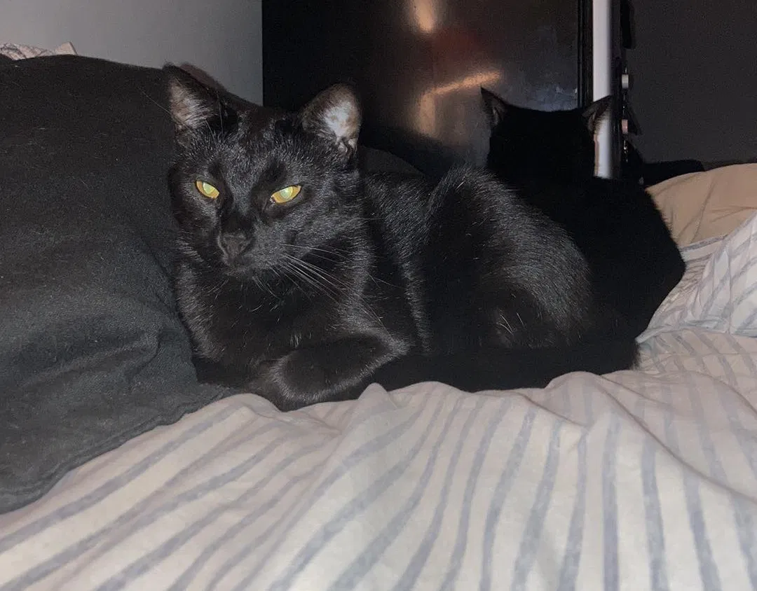 Lost cat in Clinton, SC, 29325