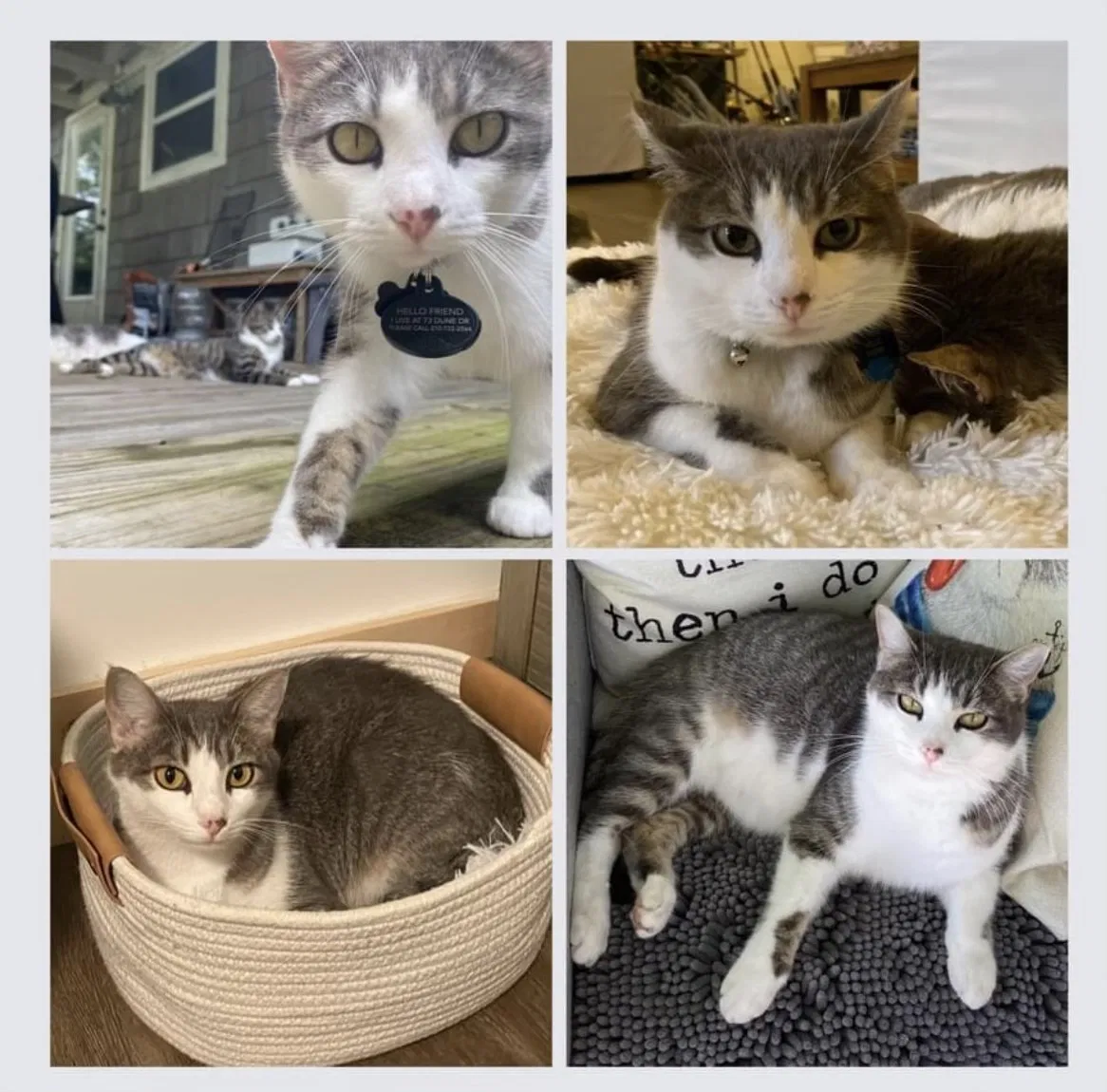 Lost cat in Santa Rosa Beach, FL, 32459