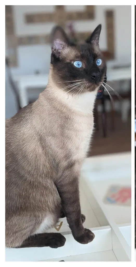 Lost cat in Lynbrook, NY, 11563