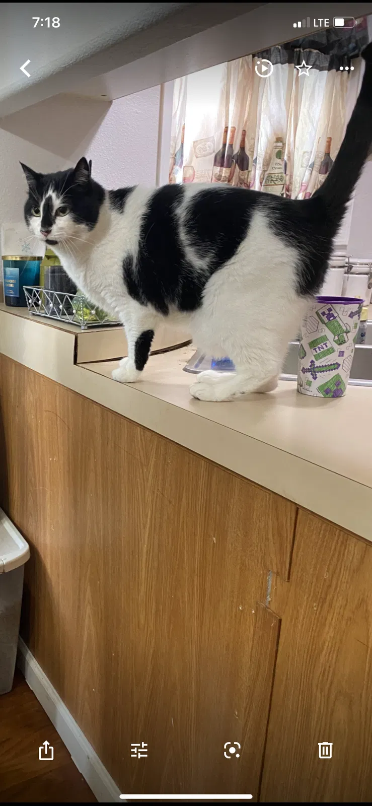 Lost cat in Salem, OR, 97301